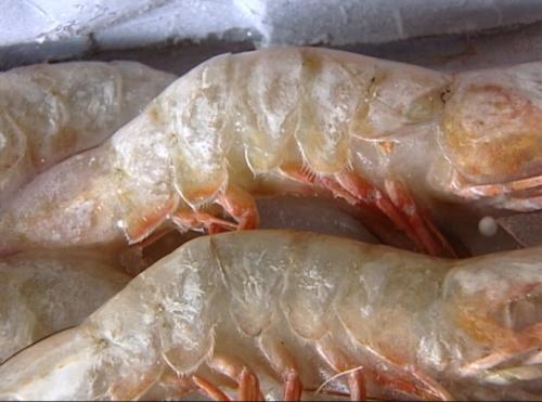 胰腺炎能吃干虾吗的那些事(胰腺炎的蜜芽视频
可以吃虾吗)