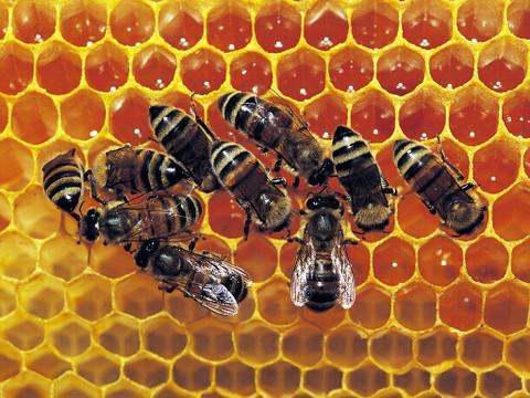 蜜蜂有什么认路的本领 