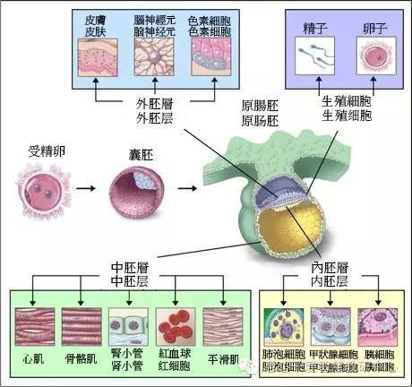 什么是细胞分化?