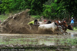 印度举行骑水牛比赛 稻田狂飙祈求丰登 