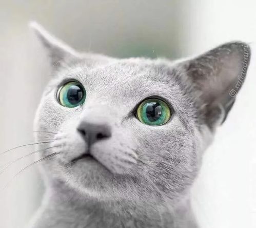 猫咪眼睛的颜色各有不同,其中的奥秘你知道吗