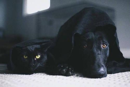 黑猫通灵,黑狗辟邪是真的吗