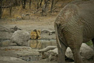 大象和狮子哪个更厉害 不用说,那必然是大象了,你们同意吗