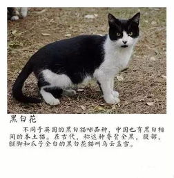 中国本土猫竟然有这么多种类,你家养的是哪种 