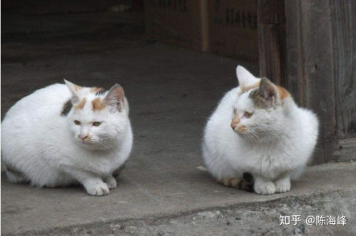 科普 被猫抓伤要不要打狂犬疫苗 