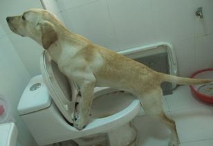 狗随地大小便怎么办,怎么教狗狗去厕所大小便