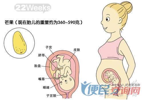 怀孕22周胎儿图片欣赏 搜狗图片搜索