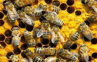 蜜蜂大量死亡原因有哪些,春季蜜蜂大量死亡是什么原因？怎样养蜜蜂