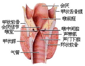 喉头痉挛