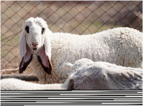 山西农民花4万买只小羊,萌哒哒可做宠物能长400公斤,啥样子