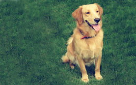 浙江金华市婺州公园捡到雄性棕色贵宾犬一只 