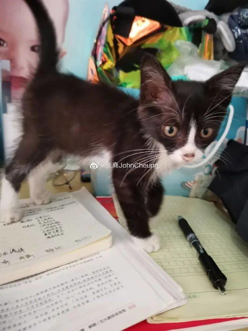 重庆汽博中心超级可爱的猫咪们找领养啦