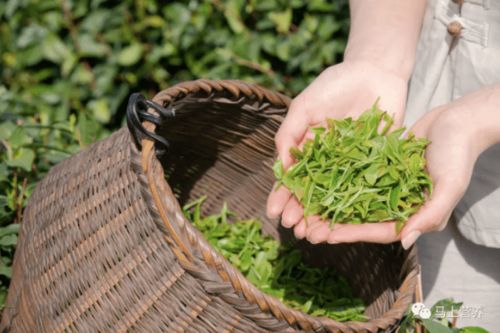 喝茶真的等于喝农药 这几个方法降低茶叶农药残留