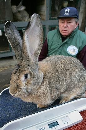 巨型兔（兔子的所有品种）
