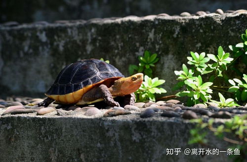 乌龟的生活常识(乌龟的生活和饮食)