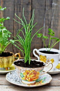 茶杯加水能养花吗