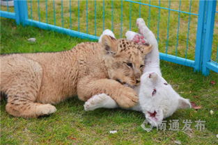 江苏首次人工育幼非洲白狮正式亮相 全球不足百只