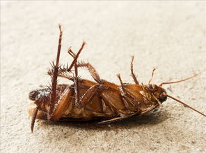 为什么蟑螂的尸体都肚皮朝上,它死前会翻身还是被 