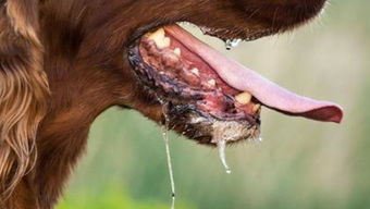 狂犬病疫情爆发 半年超三万宗狗咬人报告