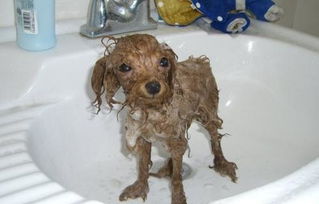 泰迪犬多大可以洗澡 