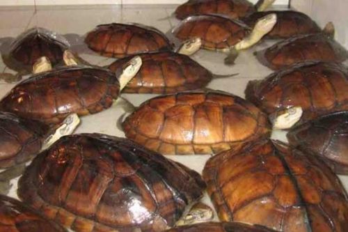 石金钱龟是不是国家级保护动物 石金钱龟可不可以和中华花龟,中华草龟一起养 
