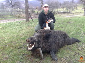 塞尔维亚冬季大灰狼狩猎