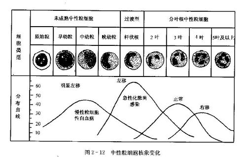 白细胞直方图怎么看图片