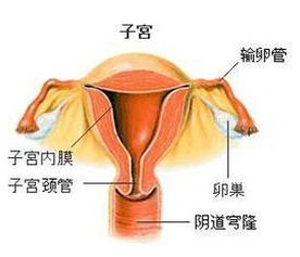 人流后子宫内膜损伤怎么办 