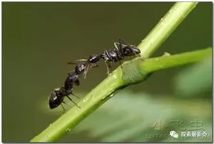 苍蝇和蚂蚁为什么能攀附在墙上,引力对他们没用 