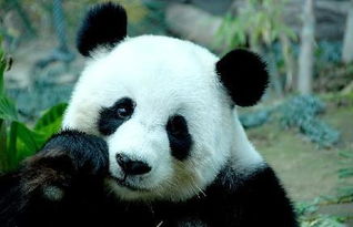 比大熊猫珍贵的动物是什么 