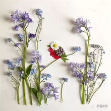 花的花语以及关于这个花语的诗句