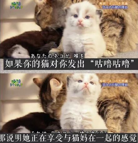 猫咪膝盖外翻如何治疗(膝盖外翻的猫咪该如何进行康复训练)