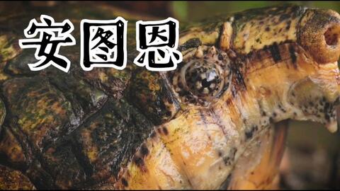 安图恩鳄龟是什么龟？