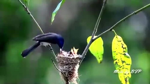 小树枝上有个鸟窝,鸟窝里有小鸟了,看鸟妈妈是如何喂食的啊 