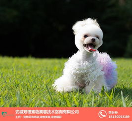 合肥宠物 培训 安徽双银宠物咨询公司 宠物 培训机构 