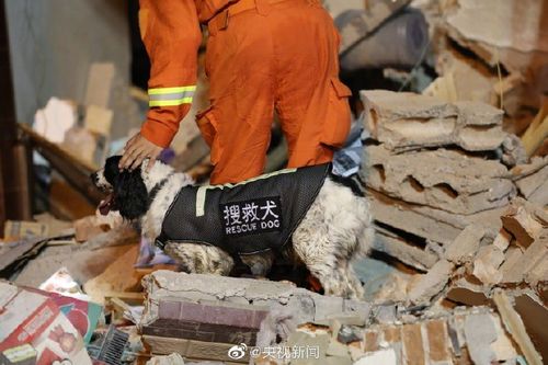它们也是战士 搜救犬参与温岭爆炸救援受伤