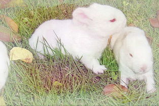 做梦梦见白兔带路是什么意思 周公解梦 