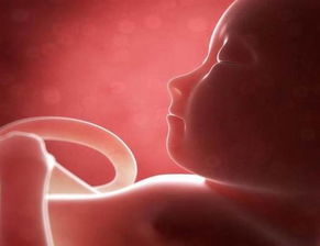 原创你知道胎宝宝在妈妈肚子里拉便便吗？如果会的话，排泄物去哪里了
