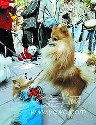 广州 宠物旅游团 出游 