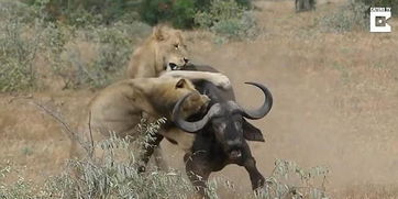 视频 水牛还能如此逆袭 两头狮子败下阵 看呆摄影师