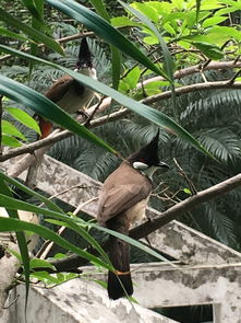 这两只鸟在我家阳台的树上搭窝,谁知道这是什么鸟嘛 