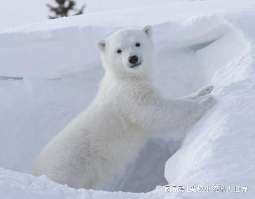 北极熊可以当宠物饲养吗 违法,但是可以