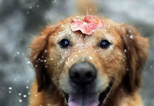 狗狗冬天最怕什么 冬季养狗小知识你掌握了吗