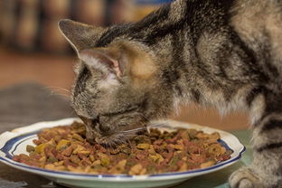 养宠经验 猫不消化大便有猫粮,猫吃猫粮不嚼 不消化
