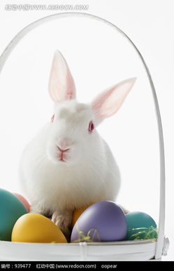 彩蛋上面的小白兔特写图片