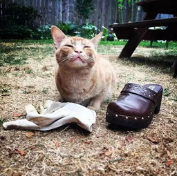 网友家的猫偷拖鞋,刚写完招领启事,猫就把另一只也偷回来了...