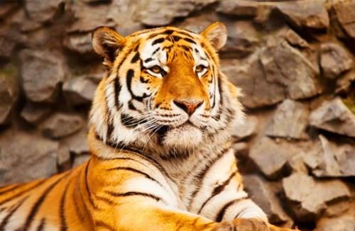 为什么老虎是金黄色的,难道它不需要伪装吗 答案让人哭笑不得