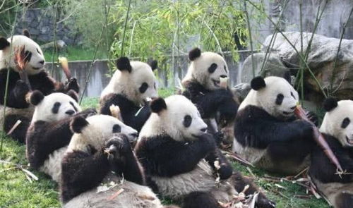 世界上没熊猫的国家怎么办 看到这些 假熊猫 ,不少网友笑岔气