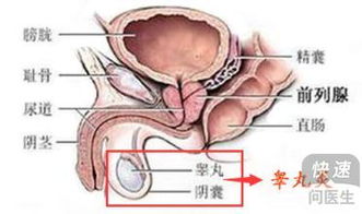 睾丸抽筋是什么原因?(睾丸下抽筋什么原因是什么)