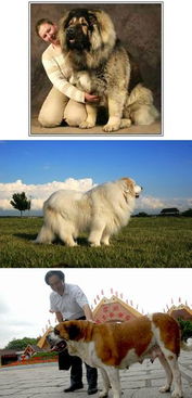 我想知道最大犬的种类 它的名字叫什么 以及发它图片给我 谢谢 